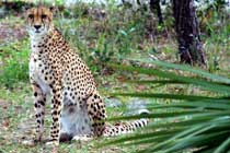 cheetah at Jax Zoo
